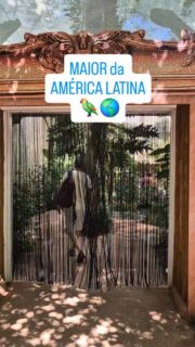 Você sabia que em Foz do Iguaçu fica o maior parque de conservação de aves da América Latina? 🦜🌎 

O Parque das Aves é parada obrigatória para quem visita a fronteira!

Muito além de um passeio turístico, este é um centro de conservação fundado por um casal alemão que abriga mais de 1.100 aves. A maioria delas foi resgatada de maus-tratos ou do tráfico, e o trabalho de recuperação feito aqui é de referência mundial.

🌿 A Experiência: o circuito de 1.200 metros de trilha é circular e o ponto alto são os viveiros de imersão. Você entra em recintos gigantescos e fica cara a cara com araras, tucanos e cacatuas. O parque é segmentado por espécies. Primeiro, passamos pela área das aves silvestres, depois pelas araras, borboletas e outras aves exóticas. Algumas partes permitem interação mais próxima com as aves, você entra em recintos gigantescos e fica cara a cara como as araras e as cacatuas. É uma conexão real com a natureza!

⏱️ Dica da Ju: se você quer ler todas as placas informativas, reserve o dia. Mas, se o roteiro estiver apertado, dá para fazer o circuito em cerca de 2 horas e ainda garantir fotos e vídeos incríveis. No final, não deixe de passar no café e na loja de souvenirs (eu não resisti e trouxe pelúcias de recordação!).

Com este post, encerramos os principais passeios do lado brasileiro. Mas a dúvida que não quer calar: ainda vale a pena cruzar a Ponte da Amizade? 🌉

No próximo post eu te conto tudo sobre a experiência de compras no Paraguai! Já segue aqui para não perder! ✈️🛍️

#ParqueDasAves #FozDoIguacu #Conservacao #TurismoBrasil #MaiorDaAmericaLatina